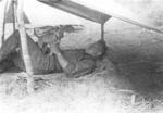 Bob Compton of US 5332nd Brigade (Provisional) with dog 