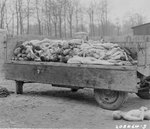 Bodies of victims piled in a trailer at Buchenwald concentration camp at Weimar, Germany, 14 Apr 1945