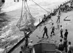 Battleship Indiana receiving powder for her 16-in guns via highline from AE-12 Wrangell, off Okinawa, Japan, 8 Apr 1945