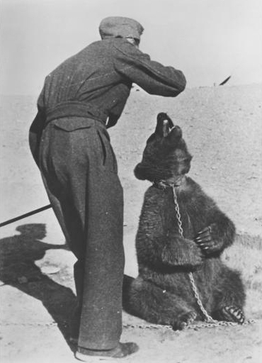 Wojtek the bear with a Polish soldier, Middle East, 1942