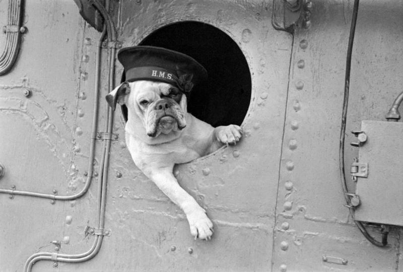 Bulldog mascot 'Venus' of HMS Vansittart, 1941