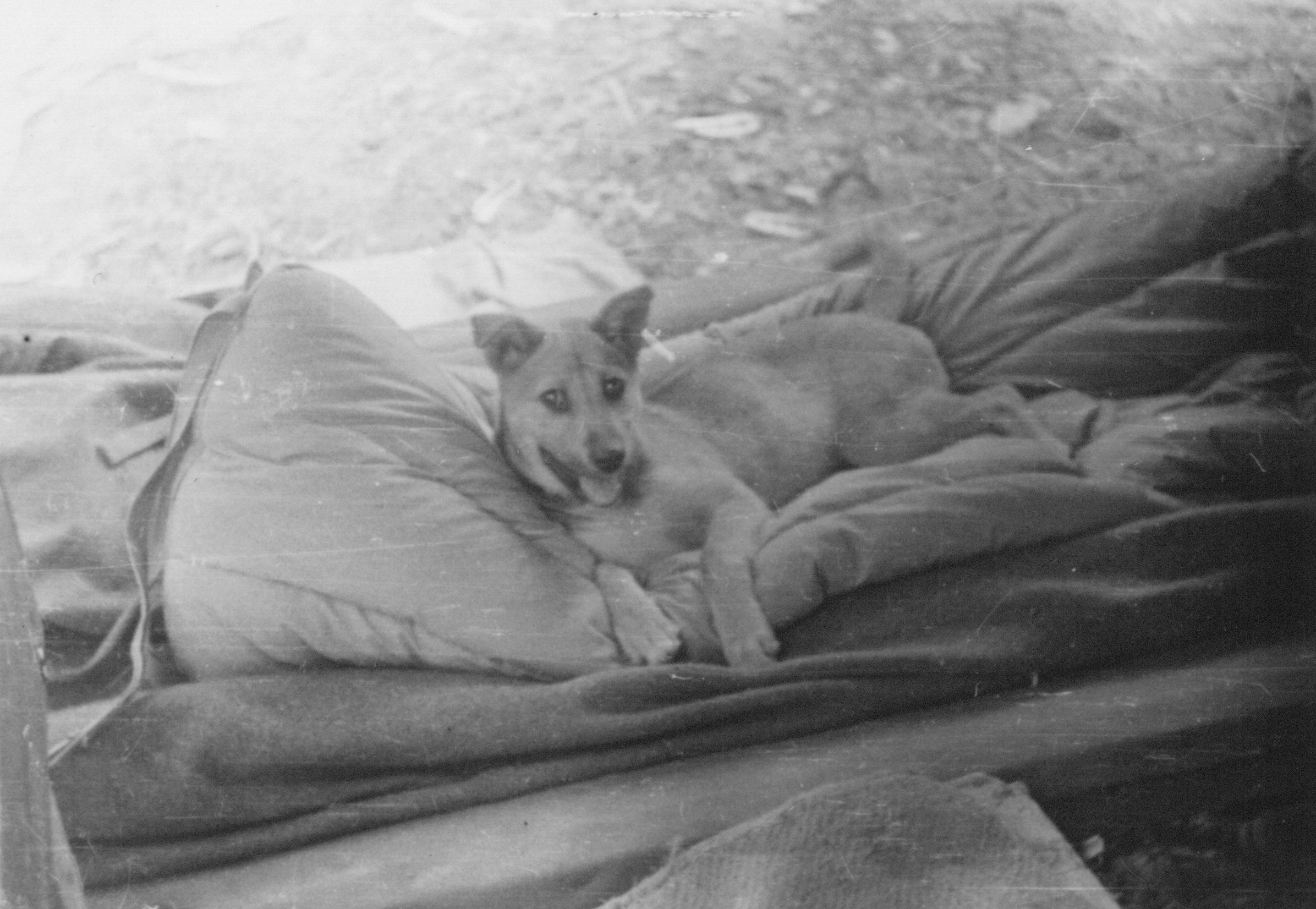 Dog at a camp of 613th Field Artillery Battalion, US 5332nd Brigade (Provisional), Burma, 1945