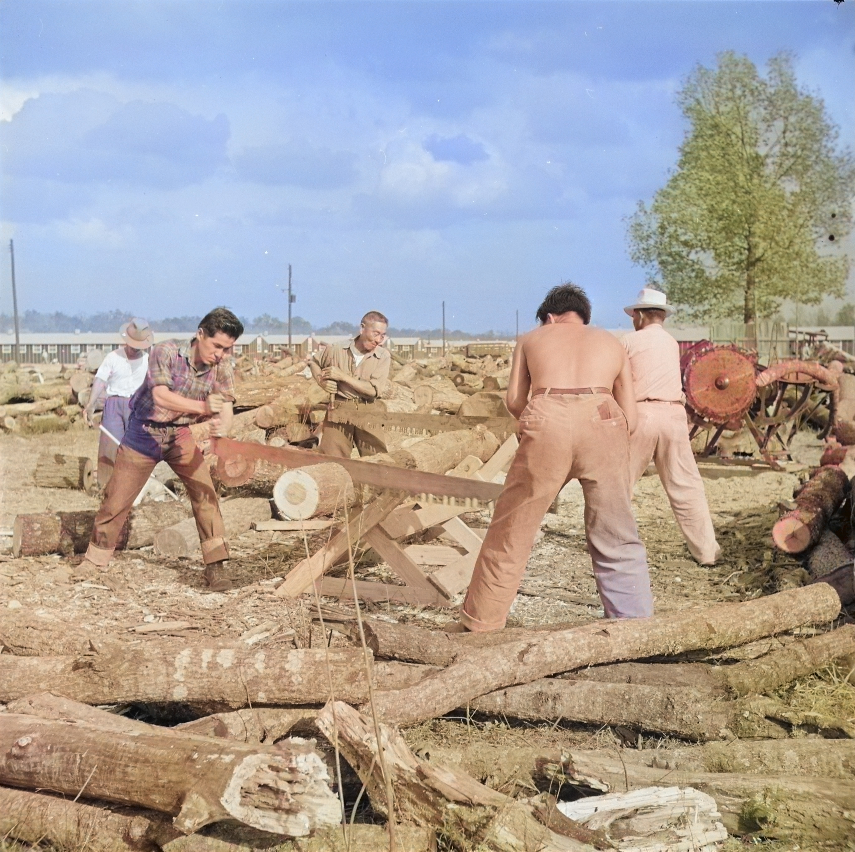 Japanese-American internees cutting a red oak log, Jerome War Relocation Center, Arkansas, United States, 17 Nov 1942 [Colorized by WW2DB]