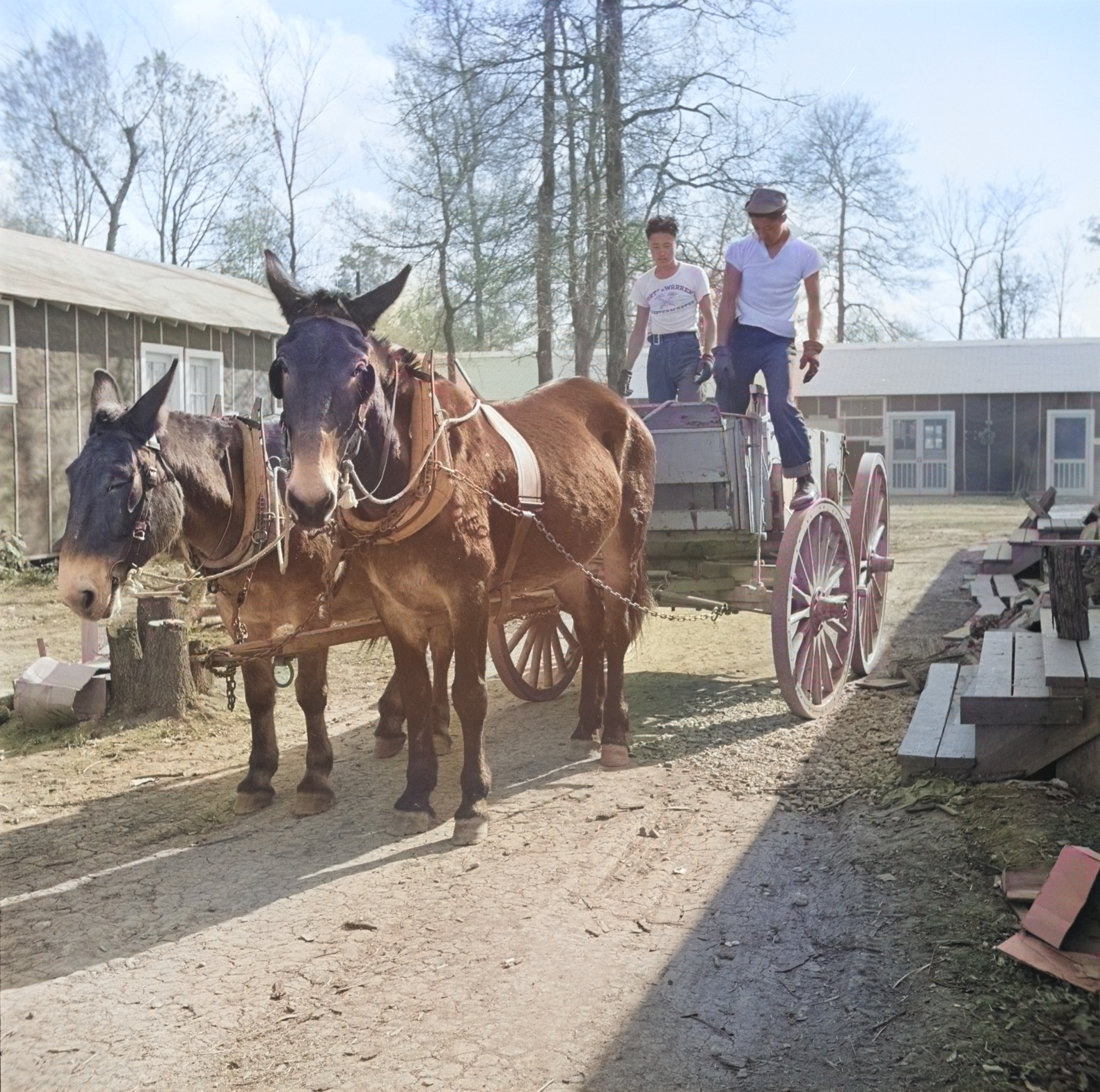 Mule wagon at Jerome War Relocation Center, Arkansas, United States, 18 Nov 1942, photo 4 of 6 [Colorized by WW2DB]
