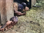 Massacred political prisoners in a barn, Gardelegen, Germany, 16 Apr 1945