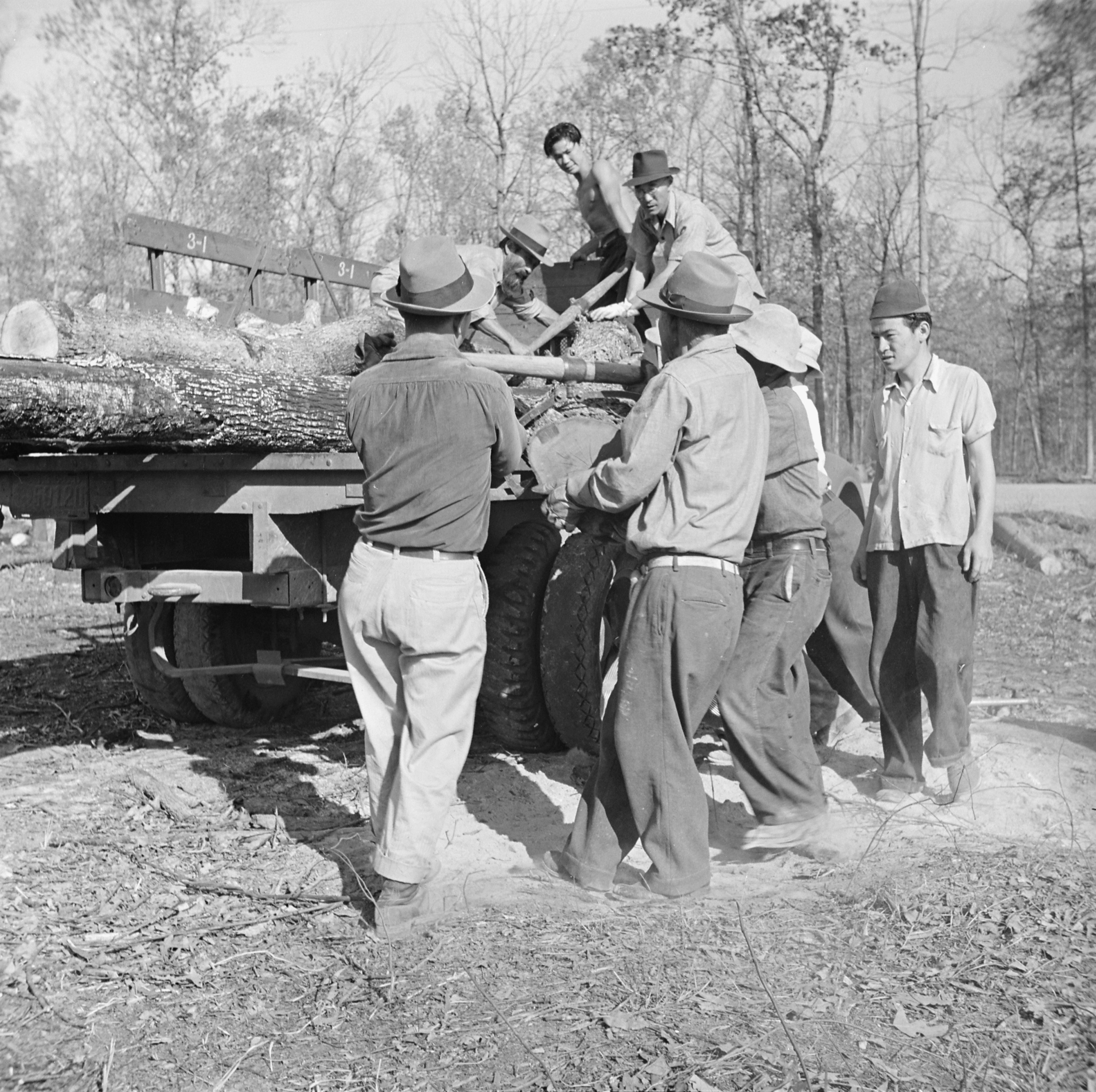 Men loading cut timber onto a truck, Jerome War Relocation Center, Arkansas, United States, 18 Nov 1942, photo 1 of 3