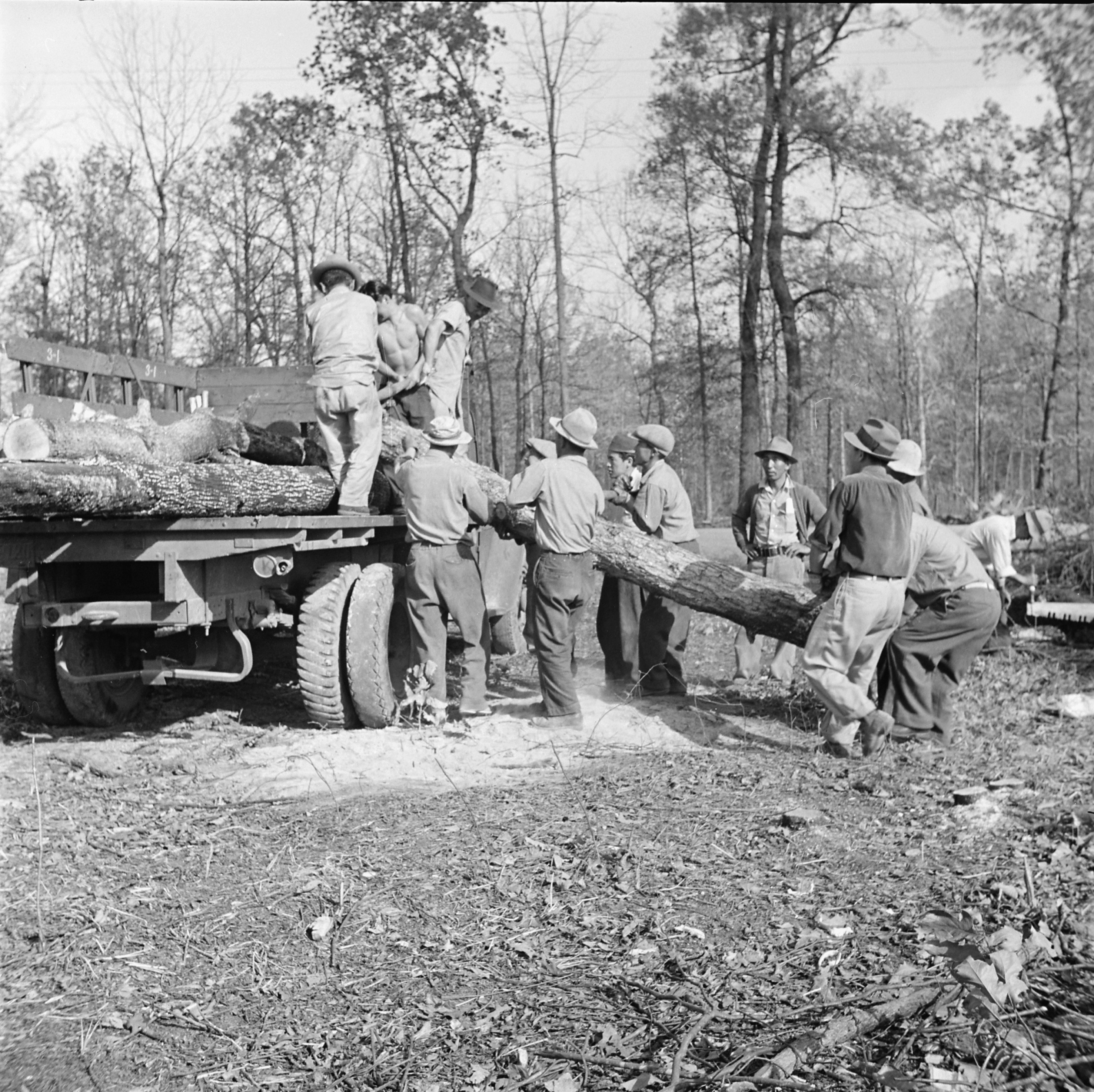 Men loading cut timber onto a truck, Jerome War Relocation Center, Arkansas, United States, 18 Nov 1942, photo 3 of 3