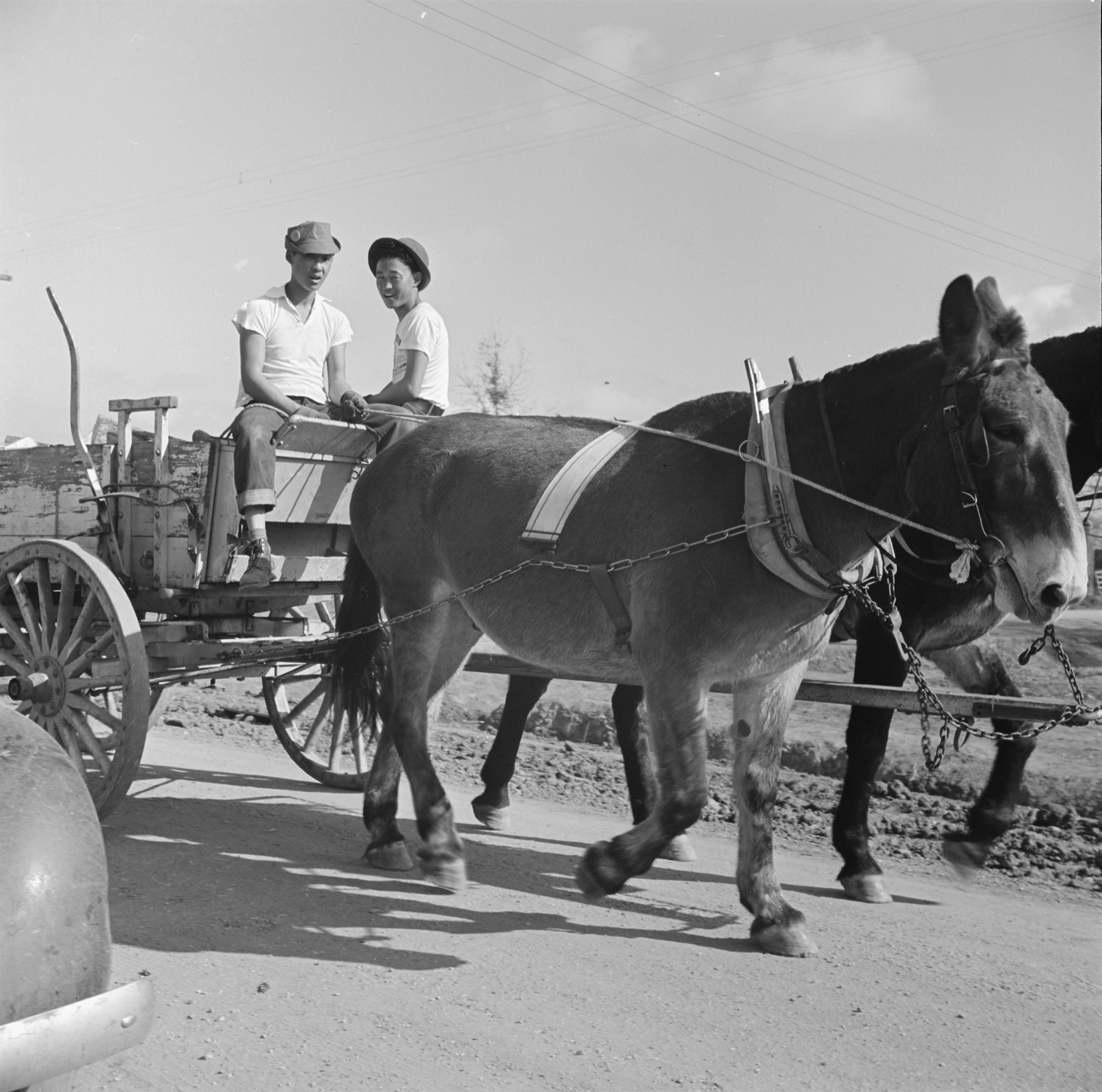 Mule wagon at Jerome War Relocation Center, Arkansas, United States, 18 Nov 1942, photo 5 of 6