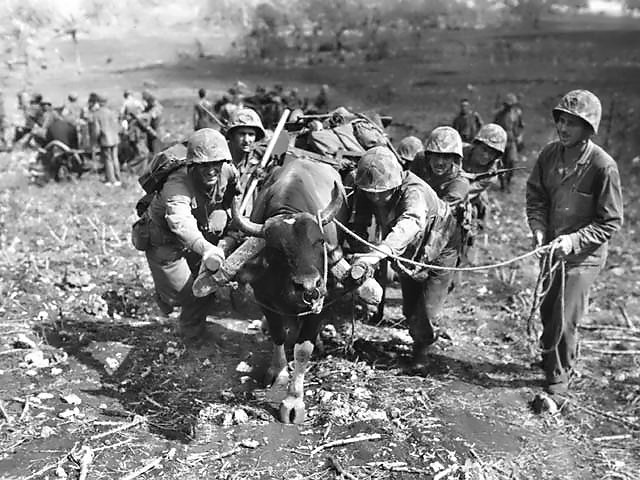 US Marines making use of a locally commandeered ox and ox cart to transport supplies, Saipan, Mariana Islands, Jun-Jul 1944