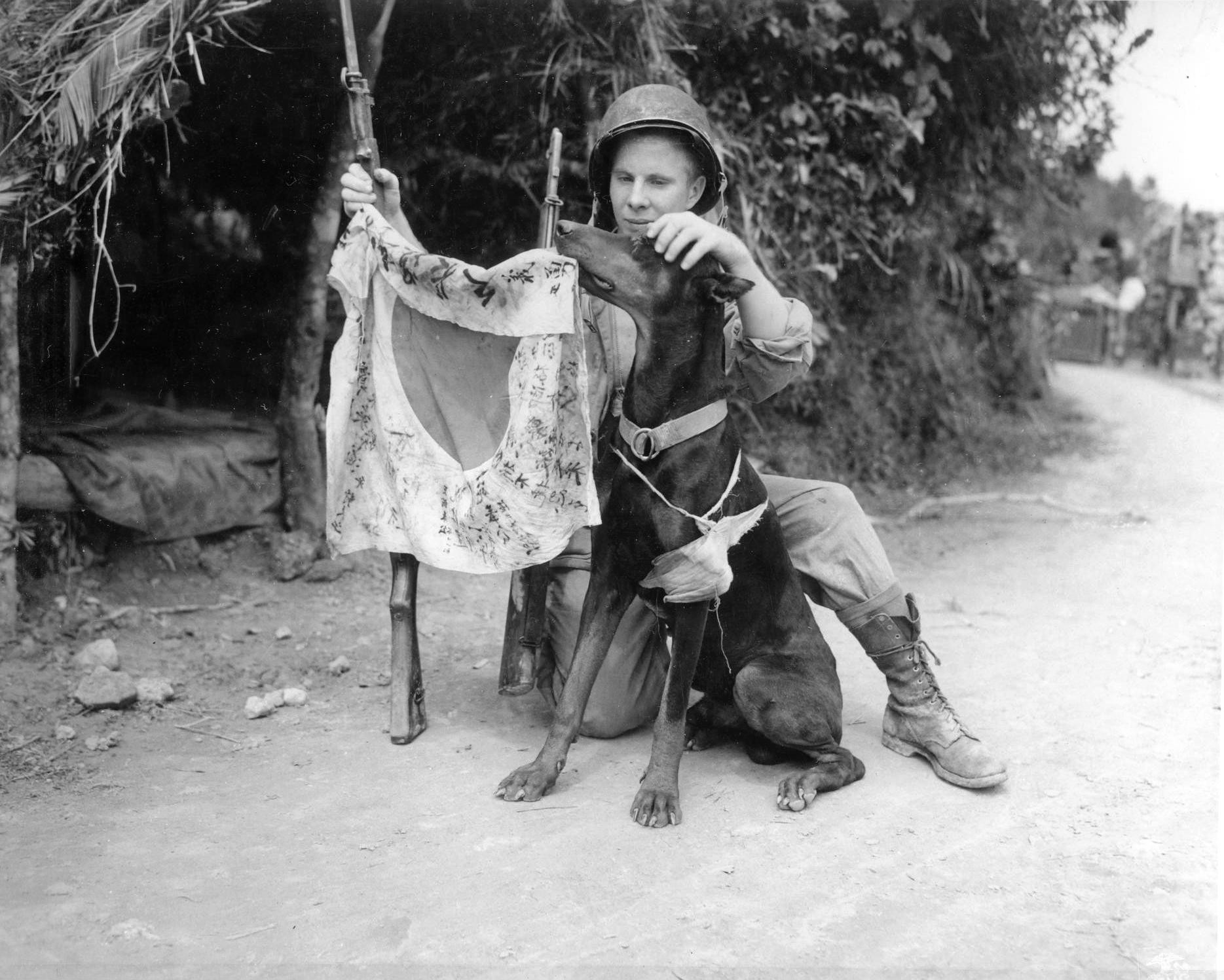 US Marine Corporal Harold Flagg and his war dog Boy posing with a Japanese flag, Okinawa, Japan, Apr 1945. Note the battle dressing on the dog's fore leg.