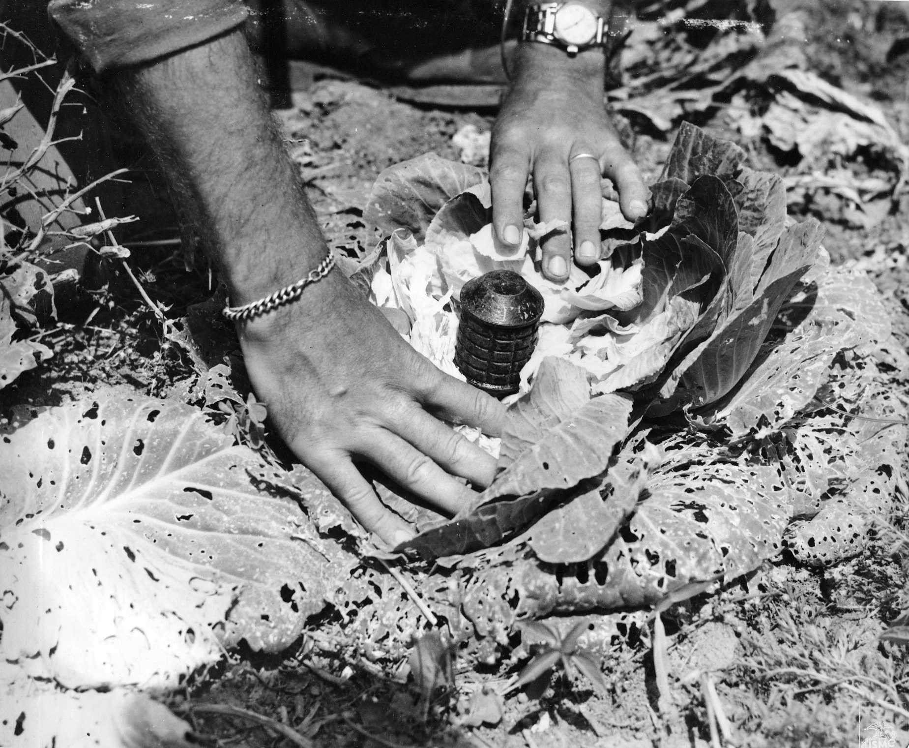 Cabbage booby-trapped by Japanese troops using a Type 97 grenade, Okinawa, Japan, Apr 1945