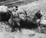 Japanese soldier with camel, northeastern China, 1937