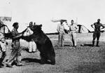 Troops of Polish 22nd Transport Artillery Company playing with Wojtek, Middle East, 1942