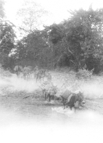 River crossing with mules, Burma, 1945; photograph taken by a member of US 5332nd Brigade (Provisional) i