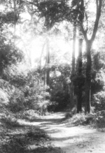 A trail off of the Bhamo-Namhkan Road, Burma, 29 or 30 Dec 1944; photograph taken by member of US 5332nd Brigade (Provisional)