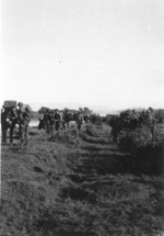 Men and mules of US 5332nd Brigade (Provisional), Kachin, Burma, 19 Dec 1944