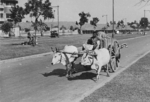 Oxen cart, Fiji, 1942-1944