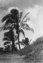 Fiji scenery, 1942-1944