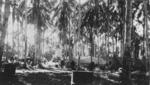 US Army facilities in a palm grove, Fiji, 1942-1944