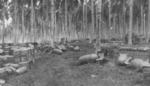 Bombs, Fiji, 1942-1944