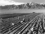 Potato fields at the Manzanar Relocation Center for deported Japanese-Americans, Inyo County, California, United States, 1943. Note Mt. Williamson in the background.