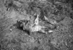 Killed Japanese soldier, Changde, Hunan Province, China, 25 Dec 1943, photo 1 of 5