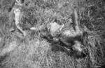 Killed Japanese soldier, Changde, Hunan Province, China, 25 Dec 1943, photo 2 of 5