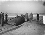 Beached Type XXVIIB5 submarine, Castricum, Netherlands, 2 Dec 1952, photo 5 of 5