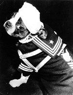 Boston Bull Terrier “Spar,” mascot of USCG Cutter Spencer, wearing her dress blues before going ashore, 22 Aug 1944, Norfolk, Virginia, United States.