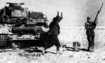 An Italian soldier surrendering to an Indian soldier in North Africa at the onset of Operation Crusader, Nov 1941