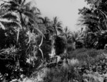 Tenaru River, Guadalcanal, Solomon Islands, 1942