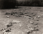 Victims at the Landsberg Concentration Camp, Landsberg am Lech, Germany, Apr-May 1945; General Charles Palmer described them as having suffered from typhus and lice