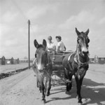 Mule wagon at Jerome War Relocation Center, Arkansas, United States, 18 Nov 1942, photo 3 of 6