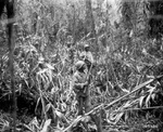 African-American soldiers of the US Army 93rd Infantry Division traveling along the Numa-Numa Trail, Bougainville, Solomon Islands, 1 May 1944