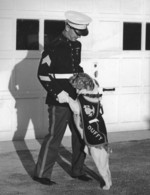 US Marine Sergeant Earl Swife with bulldog Duffy, who was soon to be the mascot of San Diego base, Philadelphia, Pennsylvania, United States, 1940s