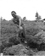 Japanese-American soldier of US 442nd Regimental Combat Team digging a slit trench, date unknown