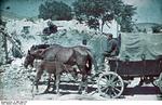German soldier on a horse-drawn cart in Crimea, Russia (now Ukraine), circa 1942