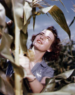 WAVES Seaman 2nd Class Sally Kaufman of yeoman school of Cedar Falls, Iowa, United States de-tasseling corn stalks in a state seed corn field, circa 1944; she was helping during wartime labor shortage