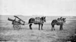 Canon de 75 M modèle 1919 Schneider in traveling configuration with two mules, date unknown