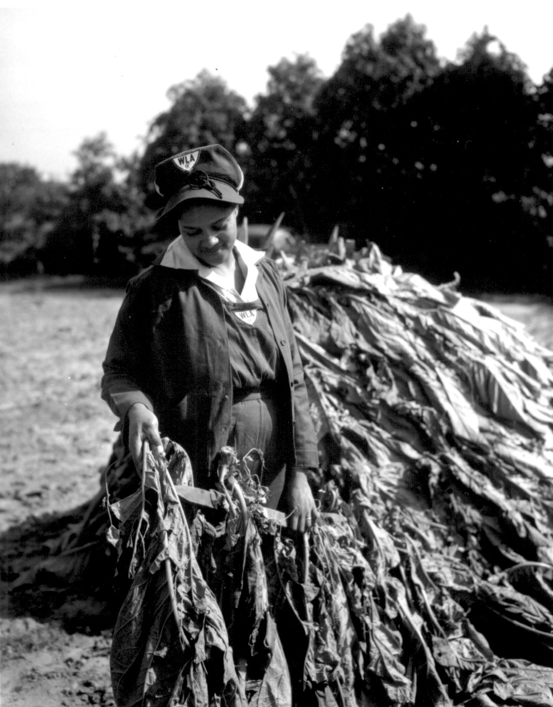 African-American Women's Land Army tobacco farm worker Mrs. Sam Crawford working the field, Maryland, United States, 8 Oct 1943