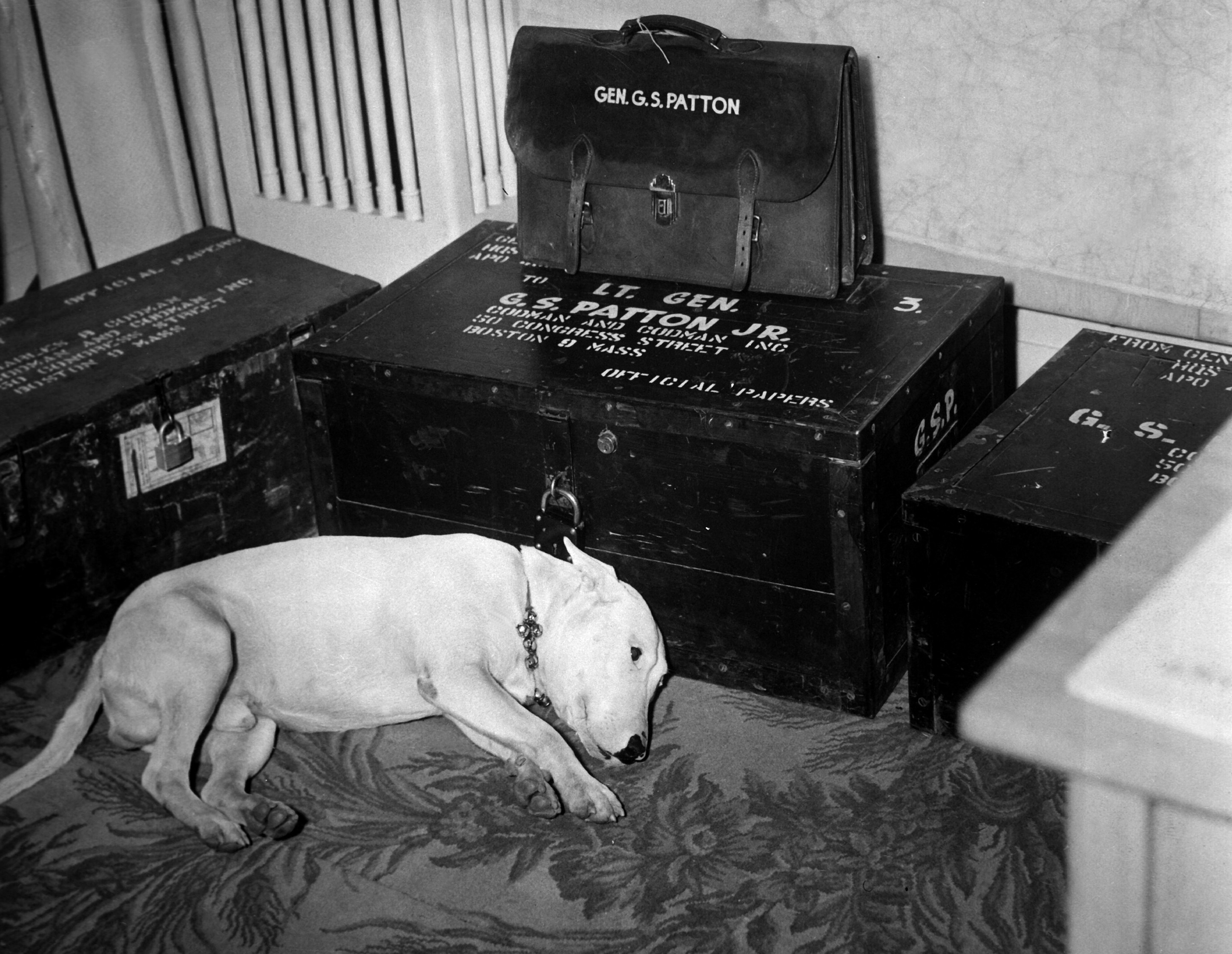 Patton's pet bull terrior Willie lying down next to his deceased master's boxed belongings, Bad Nauheim, Germany, Jan 1946