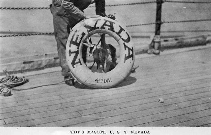 Battleship Nevada's mascot goat posing next to the ship's life ring, published in a 1919 souvenir folder